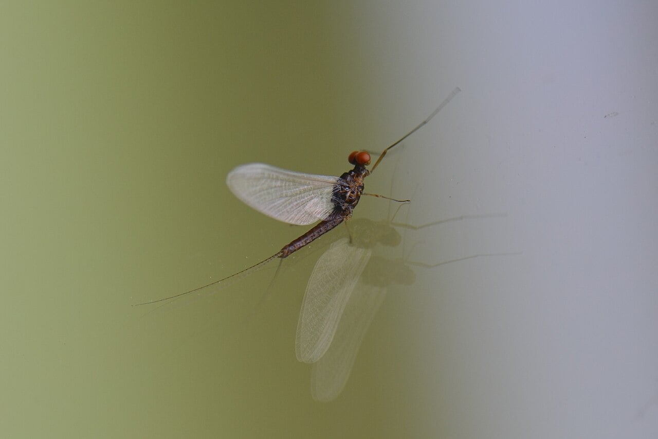Blue Winged Olive